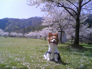 桜とパピヨン.JPG