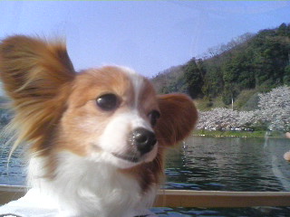 お花見船、後ろには海津大崎の桜.jpg