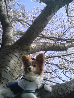 海津大崎の桜・枝でくつろぐ？パピヨン.jpg