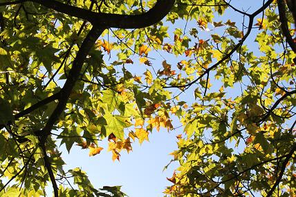 東部緑地の紅葉　葉っぱ