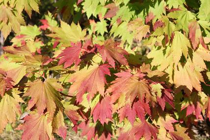 東部緑地の紅葉　葉っぱ