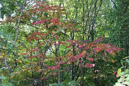 東部緑地の紅葉　葉っぱ