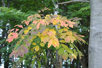 東部緑地の紅葉　葉っぱ　