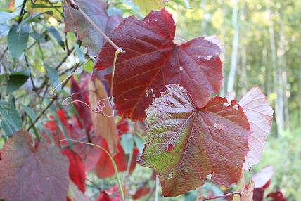 東部緑地の紅葉　葉っぱ