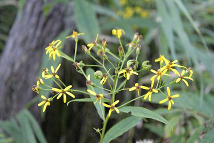 東部緑地　秋の野の花