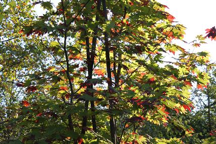 東部緑地の紅葉　葉っぱ　