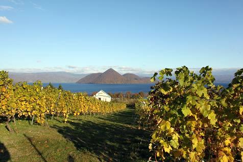月浦ワイン醸造所　葡萄畑と洞爺湖とひょうたん島