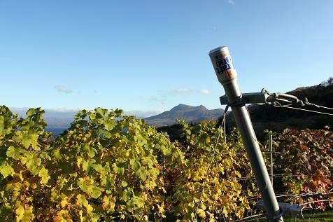 月浦ワイン醸造所　活火山と葡萄畑とドラフトワン