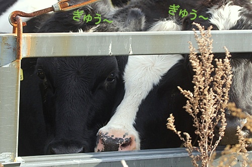 ギュウがギュウギュウ