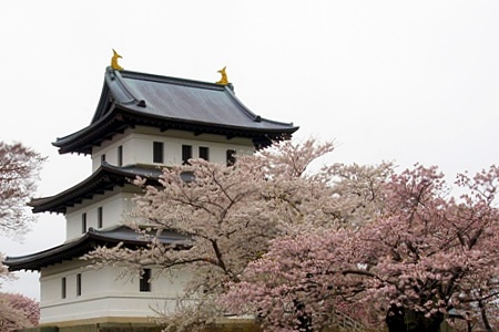 松前城と桜