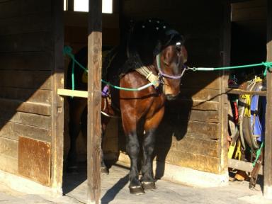 ばんえい競馬