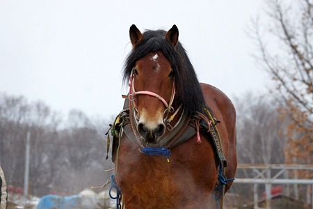 ばんえい競馬朝調教