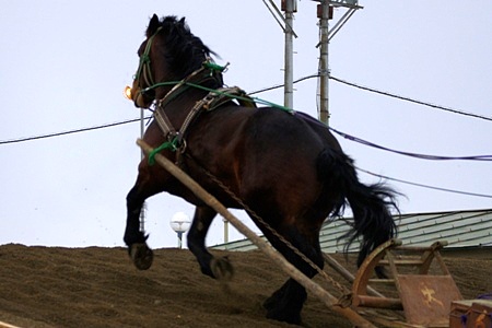 ばんえい競馬朝調教