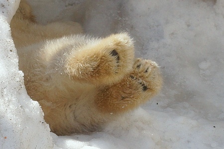 札幌市円山動物園のシロクマ赤ちゃん