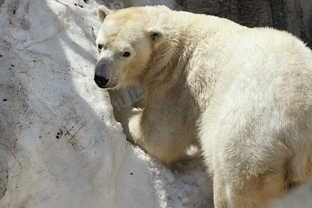 札幌市円山動物園のシロクマ赤ちゃん