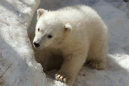 札幌市円山動物園のシロクマ赤ちゃん