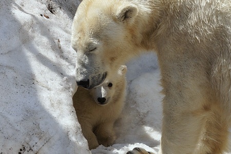 札幌市円山動物園のシロクマ赤ちゃん