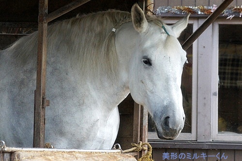 ミルキー、物思いの秋・・・