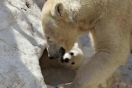 札幌市円山動物園のシロクマ赤ちゃん