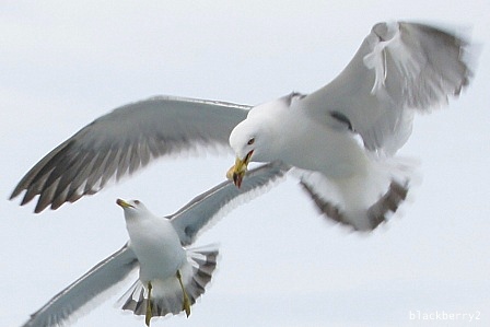 ウミネコの餌付け