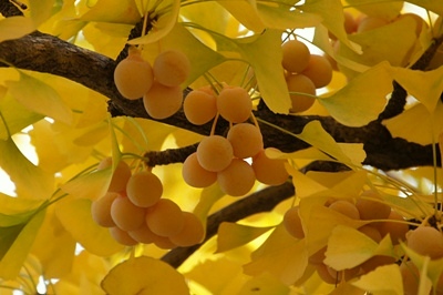 北海道大学・銀杏