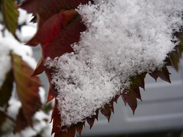 雪の結晶、見える？