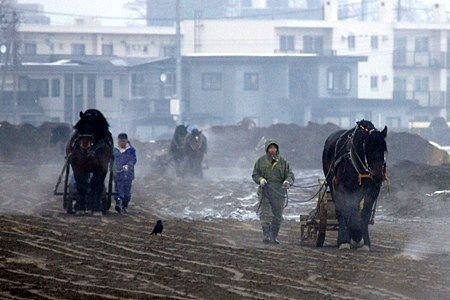 2010/03/13 ばんえい競馬早朝練習