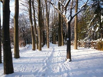 雪に埋もれる遊歩道