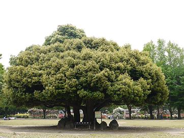 バラの公園の大きな木♪.JPG