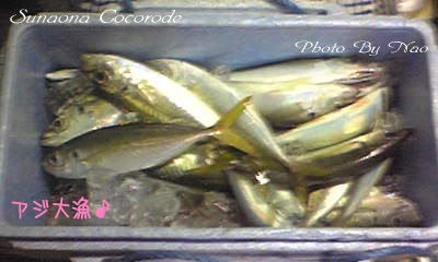 アジ大漁♪