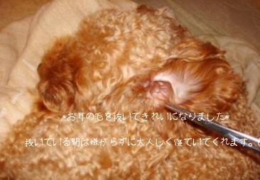 ティーカッププードル　choco
