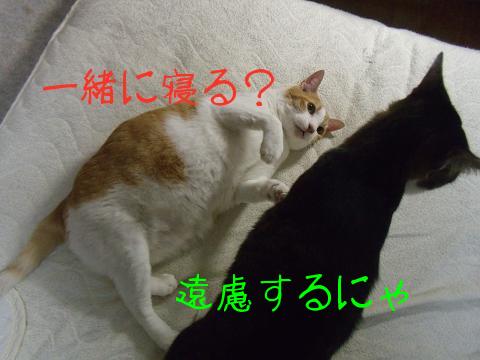 にゃんこ１１ 056.jpg