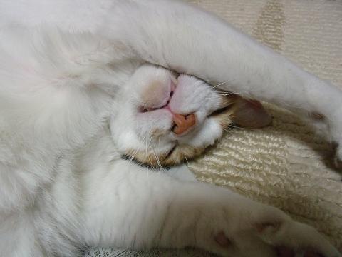 にゃんこ１４ 014.jpg
