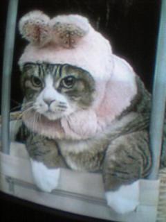 うさねこ