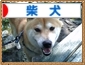 日本ブログ村柴犬