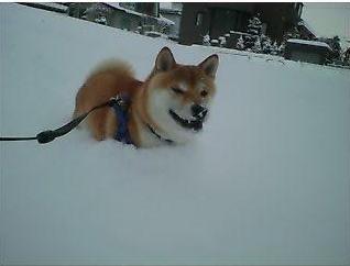 雪の中走る