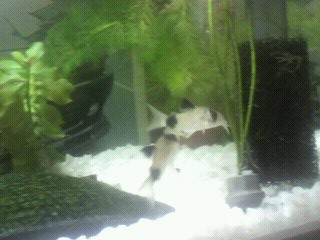 コリドラス・パンダ２