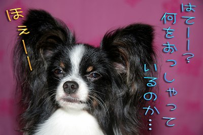 はてー？何をおっしゃっているのか～？