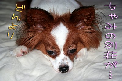 ちゃみの別荘が…