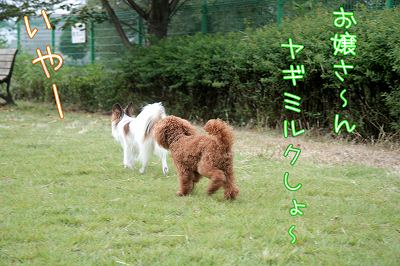 お嬢さ～ん！ヤギミルクしよ～♪　いやー！