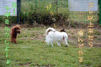 これ以上来たら、噛んでやる！　えー！ヤギミルクしよーょ。