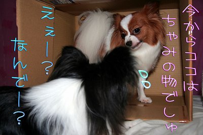 今からココは、ちゃみの物でしゅ えー!なんでー?