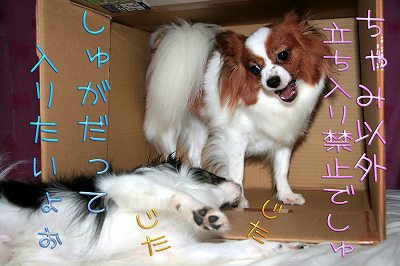 ちゃみ以外立ち入り禁止でしゅ! しゅがだって、入りたいょぉ