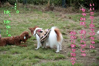 いいことおちびちゃん！ちゃみはえらいんでしゅ！分かりまちたか？