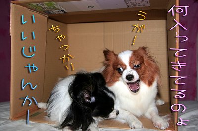 何入ってきてるのょ！　いいじゃんかー