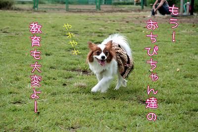 もう！おちびちゃん達の教育も大変ょ