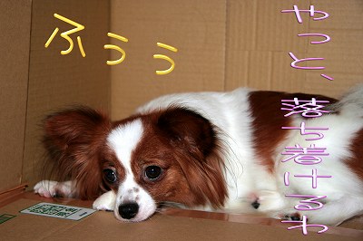 やっと落ち着けるわ