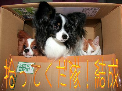 拾ってくだ隊!結成!