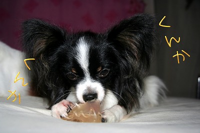 くんか！くんか！