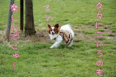 久々にこういうのも、楽しいでしゅ~